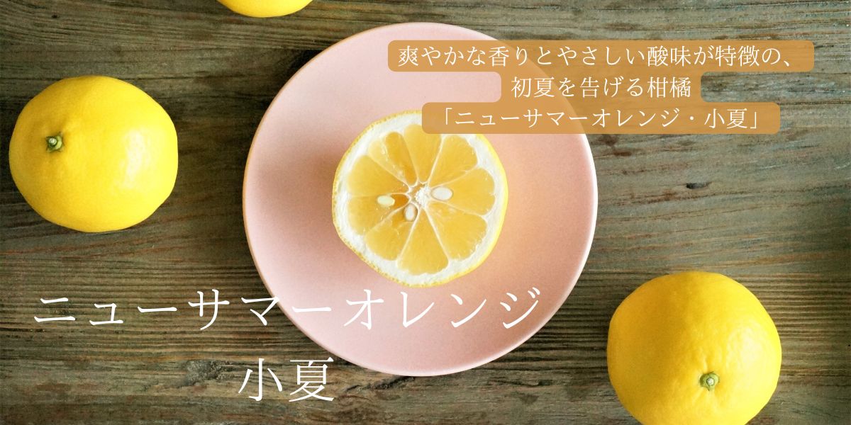 �˥塼���ޡ�����󥸡������ơ����ơ�